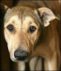 Юрий Лукшиц - ОУН-УПА. Факты и мифы. Расследование