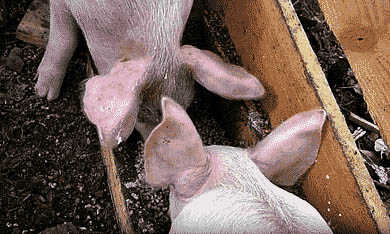 О силосовании - Автор Неизвестен