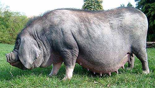 Кормление и поение свиноматок - Автор Неизвестен