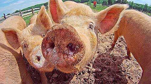 Групповое содержание свиней - Автор Неизвестен