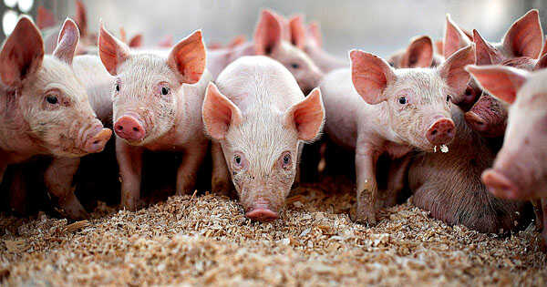 Содержание свиньи - Автор Неизвестен