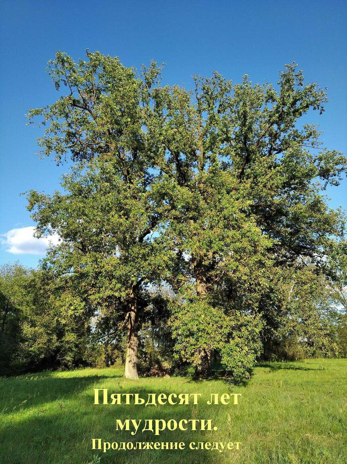 Пятьдесят лет мудрости. Продолжение следует - Коллектив авторов -- Афоризмы