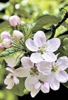 Яблони в цвету - Мария Клепикова